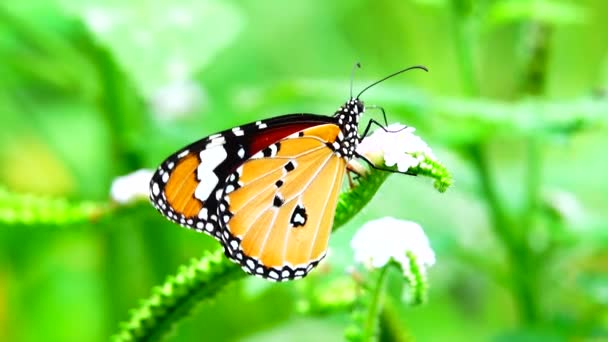 Thai Butterfly Garden Garden Summer Flower Butterfly Flower Butterfly Flower — Vídeo de Stock