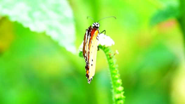 Tajski Motyl Ogrodzie Ogród Lato Kwiat Motyl Kwiat Motyl Motyl — Wideo stockowe