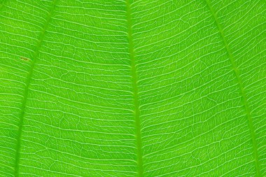 Yeşil yaprak doğa dokusu ve arkaplanı kapat