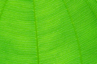 Yeşil yaprak doğa dokusu ve arkaplanı kapat