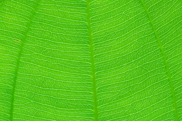 Gros Plan Sur Vert Feuille Nature Texture Fond — Photo