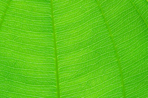 Close Green Leaf Nature Texture Background — Stock Photo, Image