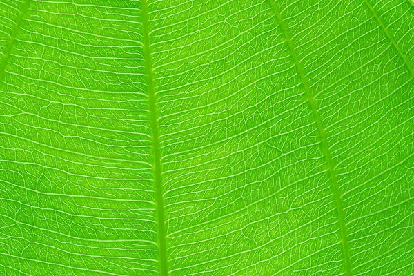 Yeşil yaprak doğa dokusu ve arkaplanı kapat