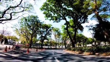 HD 1080p Şehrin en güzel ağacı Ormanın güneş ışığı Hava görüntülerinde