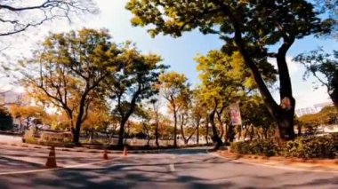 HD 1080p Şehrin en güzel ağacı Ormanın güneş ışığı Hava görüntülerinde