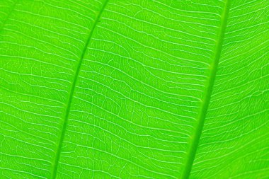 Yeşil yaprak doğa dokusu ve arkaplanı kapat