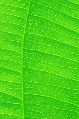 Yeşil yaprak doğa dokusu ve arkaplanı kapat