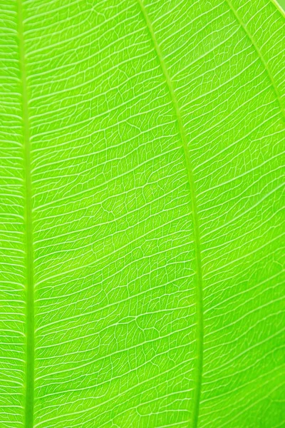 Gros Plan Sur Vert Feuille Nature Texture Fond — Photo