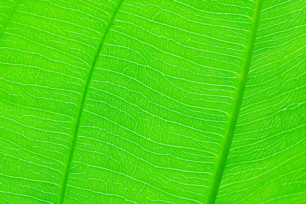 Close Green Leaf Nature Texture Background — Stock Photo, Image