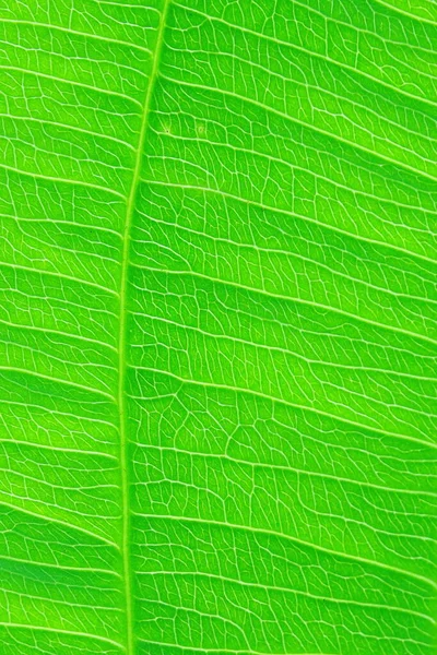 Zbliżenie Zielony Liść Charakter Tekstury Tła — Zdjęcie stockowe