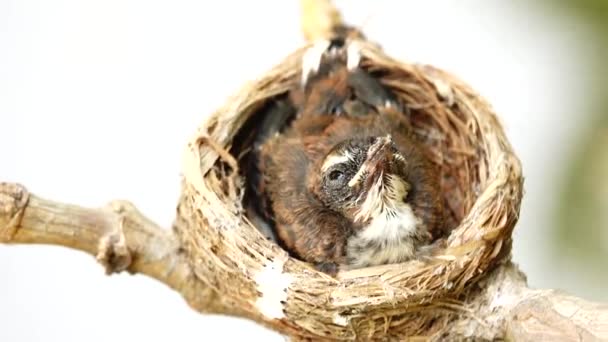 4K中国英语学习网小鸟儿在自然界的树枝上筑巢 等待父母给它喂食 — 图库视频影像