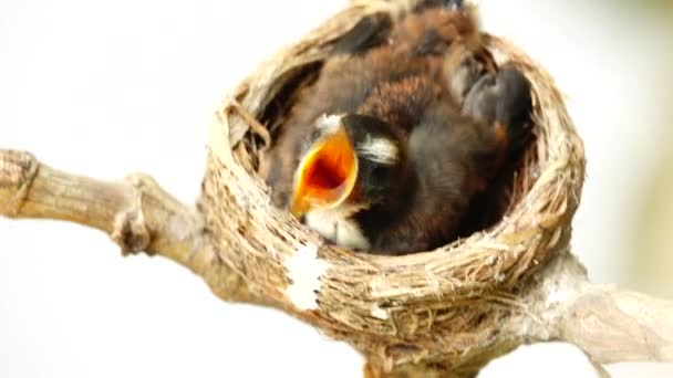 4K中国英语学习网小鸟儿在自然界的树枝上筑巢 等待父母给它喂食 — 图库视频影像