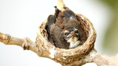 4K A Fantail Flycatchers 'ın genç kuşu doğadaki bir dalda anne ve babasından yiyecek bekliyor..