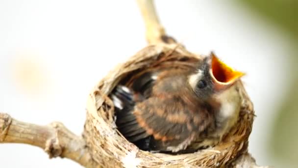 Jeune Oiseau Attrape Mouches Fantail Attend Nourriture Ses Parents Dans — Video