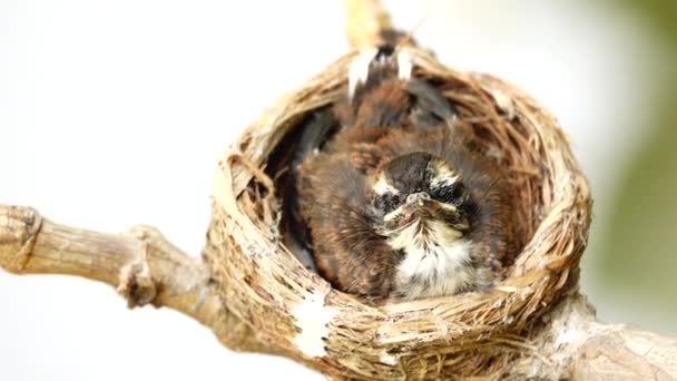 4Kファンタイルフライキャッチャー若い鳥は 自然の枝に巣の中で両親から食べ物を待っています — ストック動画