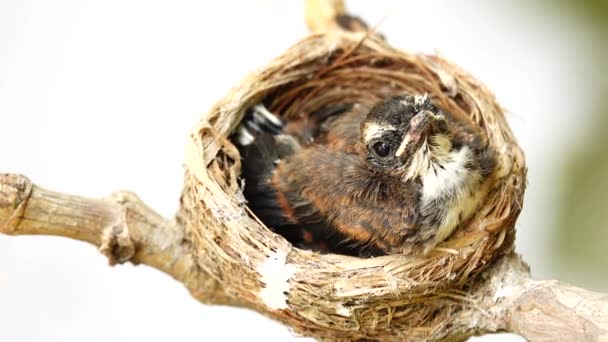 Jeune Oiseau Attrape Mouches Fantail Attend Nourriture Ses Parents Dans — Video