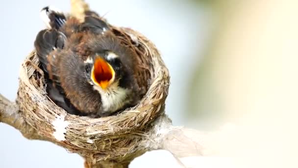 Fantail Flycatchers Giovane Uccello Aspetta Cibo Dai Suoi Genitori Nido — Video Stock