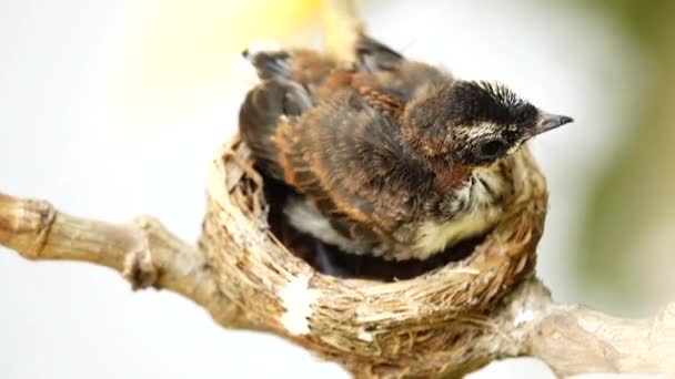 Ein Fantail Fliegenschnäpper Jungvogel Wartet Einem Nest Auf Einem Ast — Stockvideo