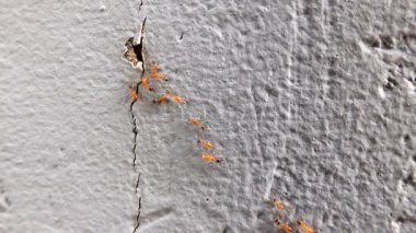 Ant Tepesi 'nde çalışan 4K kırmızı karıncalar. Beton döşemede karınca yolunu takip eden birkaç karınca.