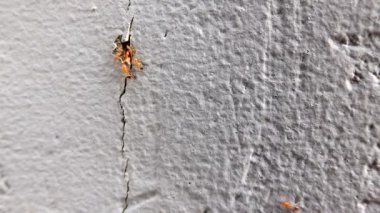 Ant Tepesi 'nde çalışan 4K kırmızı karıncalar. Beton döşemede karınca yolunu takip eden birkaç karınca.