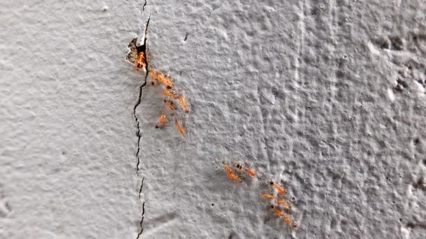Hormigas Rojas Trabajando Ant Hill Varias Hormigas Siguiendo Camino Hormigas — Vídeos de Stock