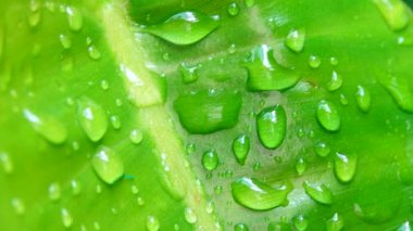 4K su damlası yeşil yaprakların üzerine düşer. 