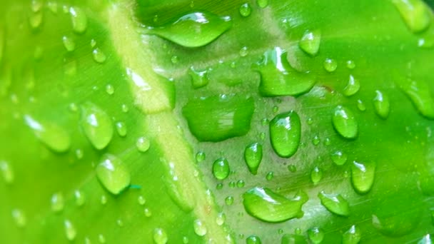 Wassertropfen Auf Grünen Blättern Hintergrund Der Natur — Stockvideo