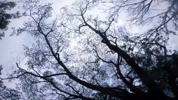 1080P Ένα Μεγάλο Δέντρο Ένα Δάσος Κορώνες Δέντρων Λαμπερές Πρωινές — Αρχείο Βίντεο
