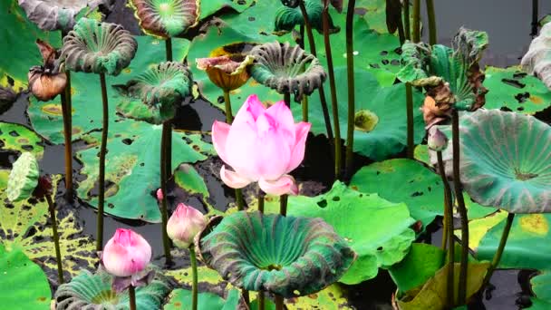 Красиві Квіти Краса Розквіт Рожевої Квітки Лотоса Жовтий Пістолет Зеленим — стокове відео