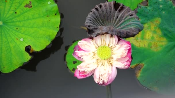 Lindas Flores Beleza Flor Rosa Flor Lótus Pistilo Amarelo Com — Vídeo de Stock