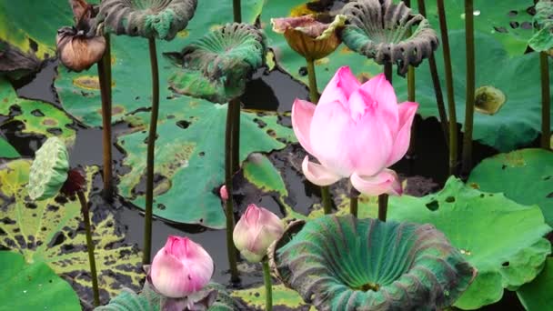 Belles Fleurs Beauté Fleur Rose Lotus Fleur Jaune Pistil Avec — Video