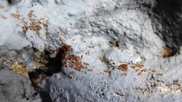 Rote Ameisen Arbeiten Ant Hill Mehrere Ameisen Auf Einem Ameisenweg — Stockvideo