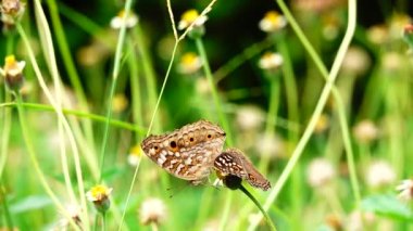 HD 1080p süper yavaş 250 fps Tayland kelebeği çayır çiçeklerinde doğa böceği