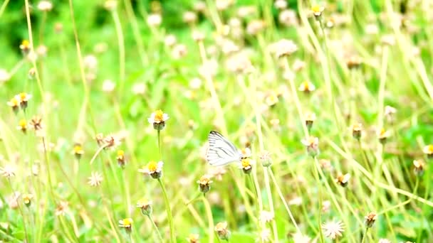 1080P Super Powolne 250Fps Tajski Motyl Pastwiskach Kwiaty Owady Zewnątrz — Wideo stockowe
