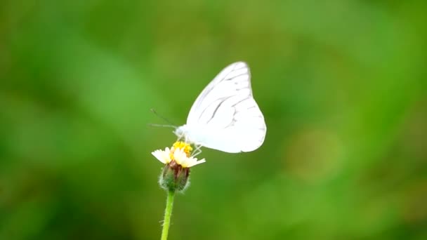 1080P Super Lento 250Fps Tailandês Borboleta Flores Pasto Inseto Natureza — Vídeo de Stock