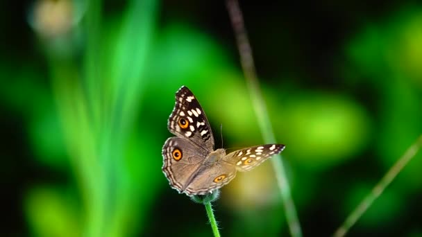 1080P Super Powolne 250Fps Tajski Motyl Pastwiskach Kwiaty Owady Zewnątrz — Wideo stockowe