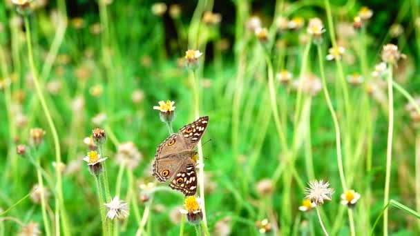1080P Super Langsam 250Fps Thai Schmetterling Weideblumen Insekt Natur Freien — Stockvideo