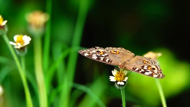 1080P Super Långsam 250Fps Thai Fjäril Betesmark Blommor Insekt Utomhus — Stockvideo