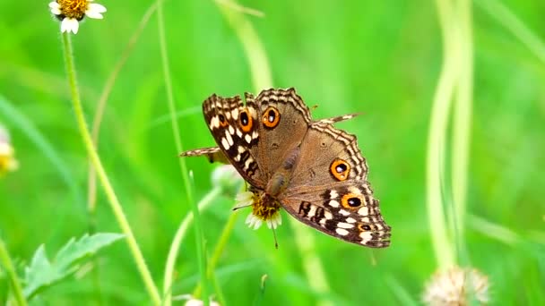 1080P Super Slow 250Fps Thai Butterfly Pasture Flowers Insect Outdoor — Stock Video