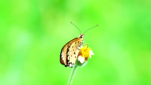 Tayland Kelebeği Bahçe Bahçesinde Yaz Çiçeği Kelebek Çiçeği Kelebeği — Stok video