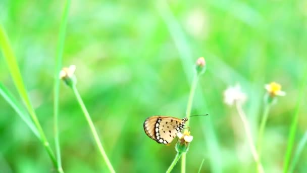 Papillon Thaïlandais Dans Jardin Jardin Fleur Été Papillon Fleur Papillon — Video