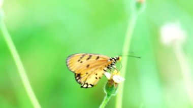 4K Tayland kelebeği bahçe bahçesinde yaz çiçeği ve kelebek çiçeği kelebeği