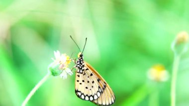 4K Tayland kelebeği bahçe bahçesinde yaz çiçeği ve kelebek çiçeği kelebeği