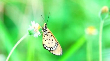 4K Tayland kelebeği bahçe bahçesinde yaz çiçeği ve kelebek çiçeği kelebeği