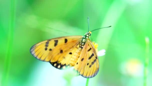 4K泰国蝴蝶在花园的夏天花和蝴蝶花蝴蝶 — 图库视频影像
