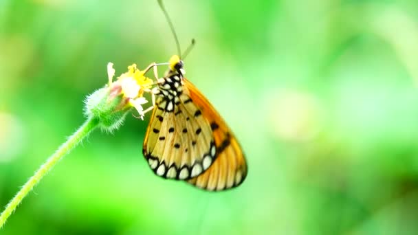 Thai Butterfly Garden Garden Summer Flower Butterfly Flower Butterfly Flower — 图库视频影像