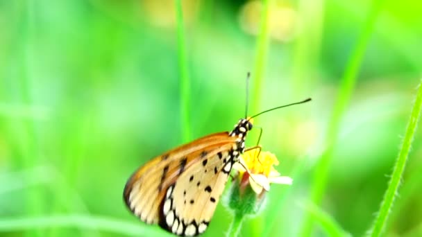 Papillon Thaïlandais Dans Jardin Jardin Fleur Été Papillon Fleur Papillon — Video