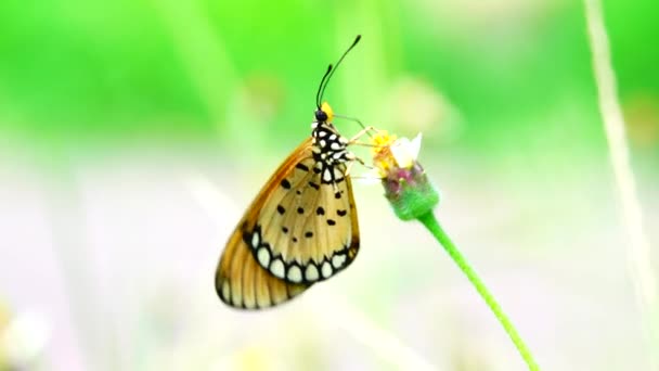 Thaise Vlinder Tuin Zomer Bloem Vlinder Bloem Vlinder Bloem Vlinder — Stockvideo