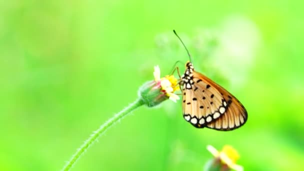 Thaise Vlinder Tuin Zomer Bloem Vlinder Bloem Vlinder Bloem Vlinder — Stockvideo