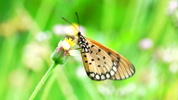 Thai Butterfly Garden Garden Summer Flower Butterfly Flower Butterfly Flower — 图库视频影像